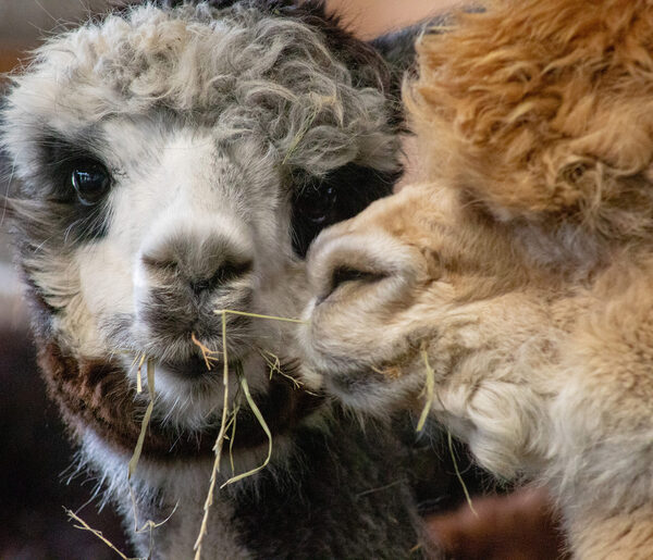 Gallery: Come down to the farm to see Onondaga's most adorable alpacas in action