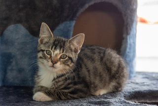 A kitten sits next to a cat house.